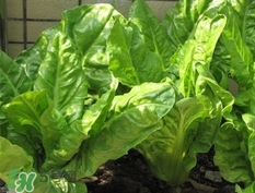 豬婆菜是什么菜?豬婆菜長什么樣子? 豬婆菜是什么菜?豬婆菜長什么樣子?