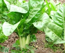 豬婆菜是什么菜?豬婆菜長什么樣子? 豬婆菜是什么菜?豬婆菜長什么樣子?