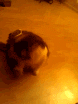 七成人不愿和胖人結(jié)婚 胖子的煩惱 七成人不愿和胖人結(jié)婚 胖子的煩惱