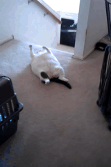 七成人不愿和胖人結(jié)婚 胖子的煩惱 七成人不愿和胖人結(jié)婚 胖子的煩惱