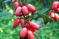 羊奶果要?jiǎng)兤?？羊奶果剝皮還是帶皮吃好？