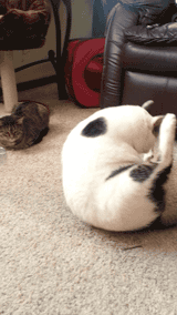 七成人不愿和胖人結(jié)婚 胖子的煩惱 七成人不愿和胖人結(jié)婚 胖子的煩惱