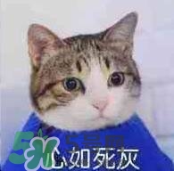 紀梵希黑色頰彩霜怎么樣？紀梵希黑色腮紅多少錢？