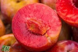 雙華李就是三華李嗎？雙華李和三華李區(qū)別