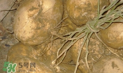 孕婦可以吃土瓜嗎？孕婦能吃土瓜嗎？