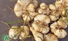 土瓜怎么做好吃？土瓜的做法大全