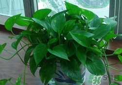 綠蘿葉子發(fā)黃怎么辦？綠籮多久澆一次水？