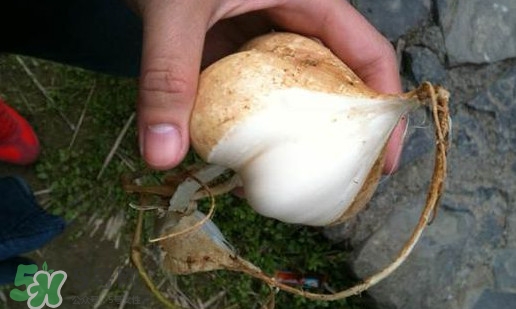 孕婦可以吃土瓜嗎？孕婦能吃土瓜嗎？