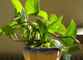 綠蘿葉子發(fā)黃怎么辦？綠籮多久澆一次水？