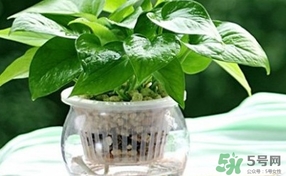 綠蘿葉子發(fā)黃怎么辦？綠籮多久澆一次水？