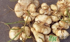 生吃土瓜有什么好處？土瓜生吃的功效與作用