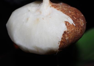 生吃土瓜有什么好處？土瓜生吃的功效與作用