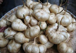 土瓜是涼性還是熱性？土瓜是寒性還是熱性？