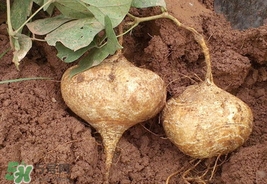 孕婦可以吃土瓜嗎？孕婦能吃土瓜嗎？