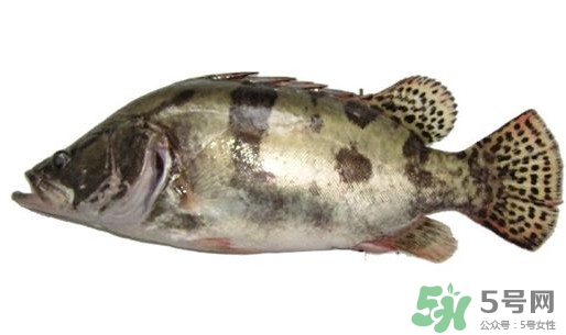 鱖魚怎么讀？鱖魚是什么魚