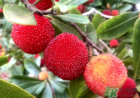 楊梅能放多久？冰凍楊梅可以放多久？