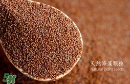 海藻面膜要泡多久最好？海藻面膜要泡多長時間？