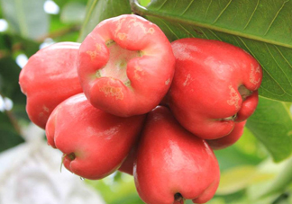 蓮霧能和酸奶一起吃嗎？酸奶可以和蓮霧一起吃嗎？