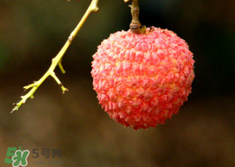 荔枝酸是壞了嗎？荔枝酸怎么辦？