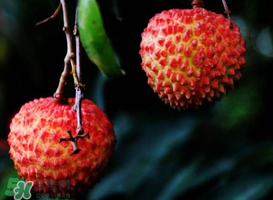 荔枝放冰箱能放多久？荔枝放久了會(huì)怎么樣？