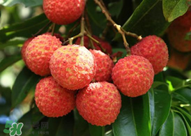 荔枝為什么要泡在水里？荔枝泡鹽水多久？