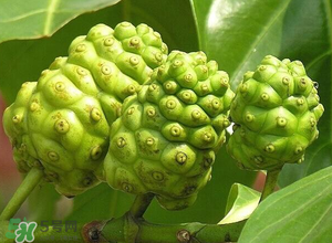 釋迦果怎樣催熟？釋迦果怎么判斷熟沒(méi)熟？