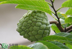 釋迦果怎么保存？釋迦怎么保存時間長？