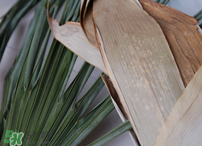 干粽葉要煮嗎？干粽葉到底是泡好還是煮好？