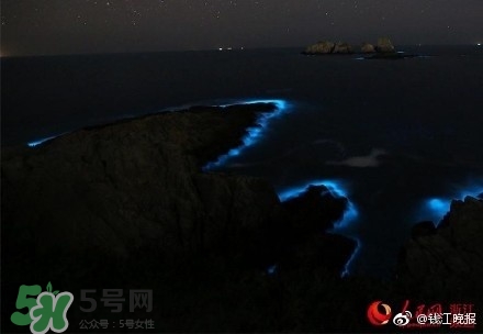 浙江多地驚現(xiàn)藍眼淚現(xiàn)象 藍眼淚是什么？