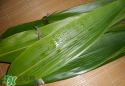 粽葉可以放冰箱嗎？粽葉能放冰箱嗎？