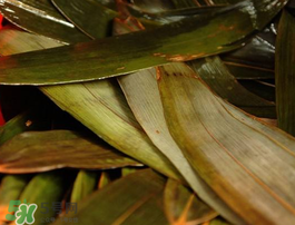 粽子葉怎么洗？粽葉怎么洗才干凈？