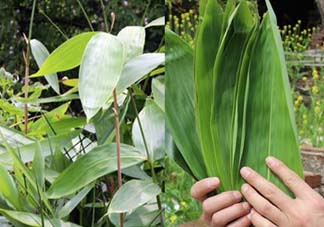 新鮮粽葉怎么保存？新鮮的粽子葉怎么保存？