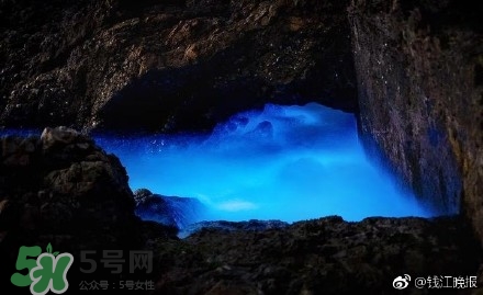 浙江多地驚現(xiàn)藍眼淚現(xiàn)象 藍眼淚是什么？