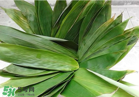 粽子葉怎么煮？煮粽葉的步驟