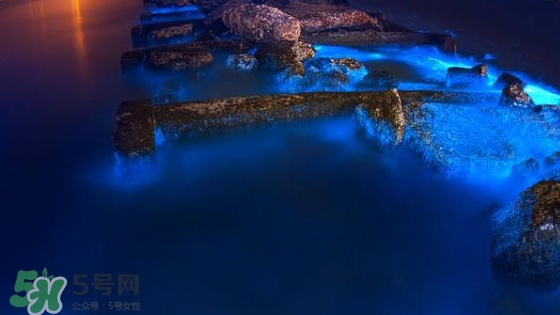 浙江多地驚現(xiàn)藍眼淚現(xiàn)象 藍眼淚是什么？