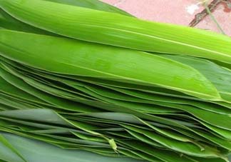 如何挑選粽葉？粽子葉怎么選？