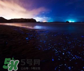 浙江多地驚現(xiàn)藍眼淚現(xiàn)象 藍眼淚是什么？