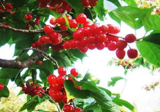 櫻桃不能和什么一起吃？吃櫻桃有5大好處