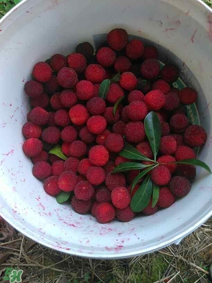 楊梅罐頭孕婦可以吃嗎？楊梅罐頭可以放多久？