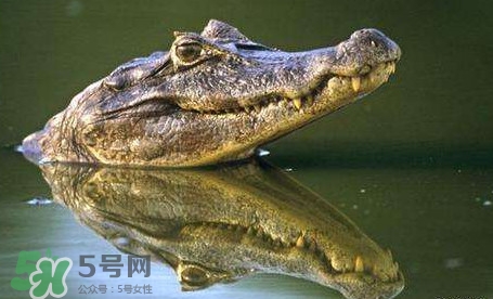 鱷魚是魚嗎？鱷魚是浮在水面上嗎？