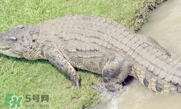 鱷魚是魚嗎？鱷魚是浮在水面上嗎？