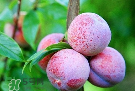 吃雙華李上火嗎？雙華李的功效與作用