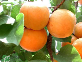 杏子不能和什么一起吃？杏子和什么不能同吃？