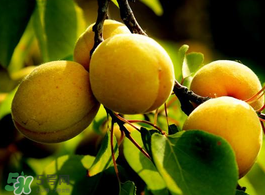 杏子不能和什么一起吃？杏子和什么不能同吃？