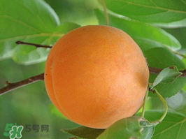 杏子不能和什么一起吃？杏子和什么不能同吃？