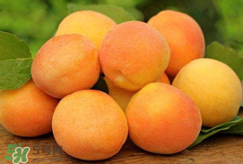 杏子一天吃幾個？杏子一次可以吃多少？