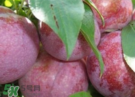 吃雙華李上火嗎？雙華李的功效與作用