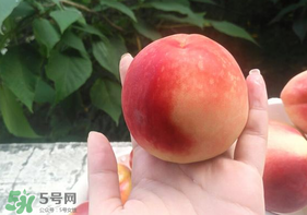 毛桃怎么保存？毛桃可以放冰箱？