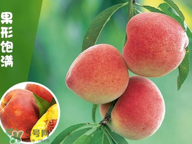 毛桃怎么清洗？毛桃怎么洗干凈？