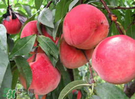 毛桃怎么清洗？毛桃怎么洗干凈？